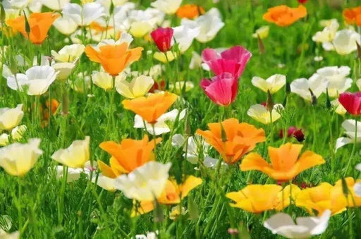 California Poppy flowers Seeds,( FORMULA mix) - Caribbean garden seed
