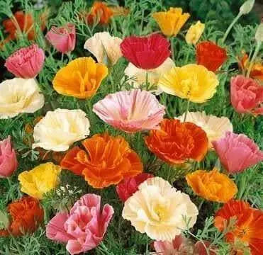 California Poppy flowers Seeds,( FORMULA mix) - Caribbean garden seed