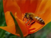 California Poppy flowers Seeds,( FORMULA mix) - Caribbean garden seed