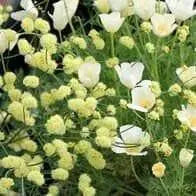 California Poppy flowers Seeds,( FORMULA mix) - Caribbean garden seed