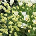 California Poppy flowers Seeds,( FORMULA mix) - Caribbean garden seed