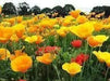 California Poppy flowers Seeds,( FORMULA mix) - Caribbean garden seed