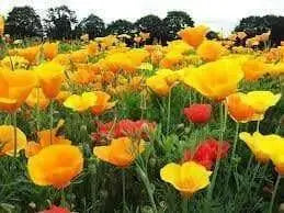 California Poppy flowers Seeds,( FORMULA mix) - Caribbean garden seed