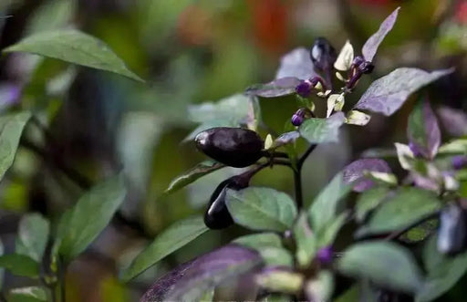 CALICO PEPPER SEEDS (Capsicum annuum) hot ornamental - Caribbean garden seed