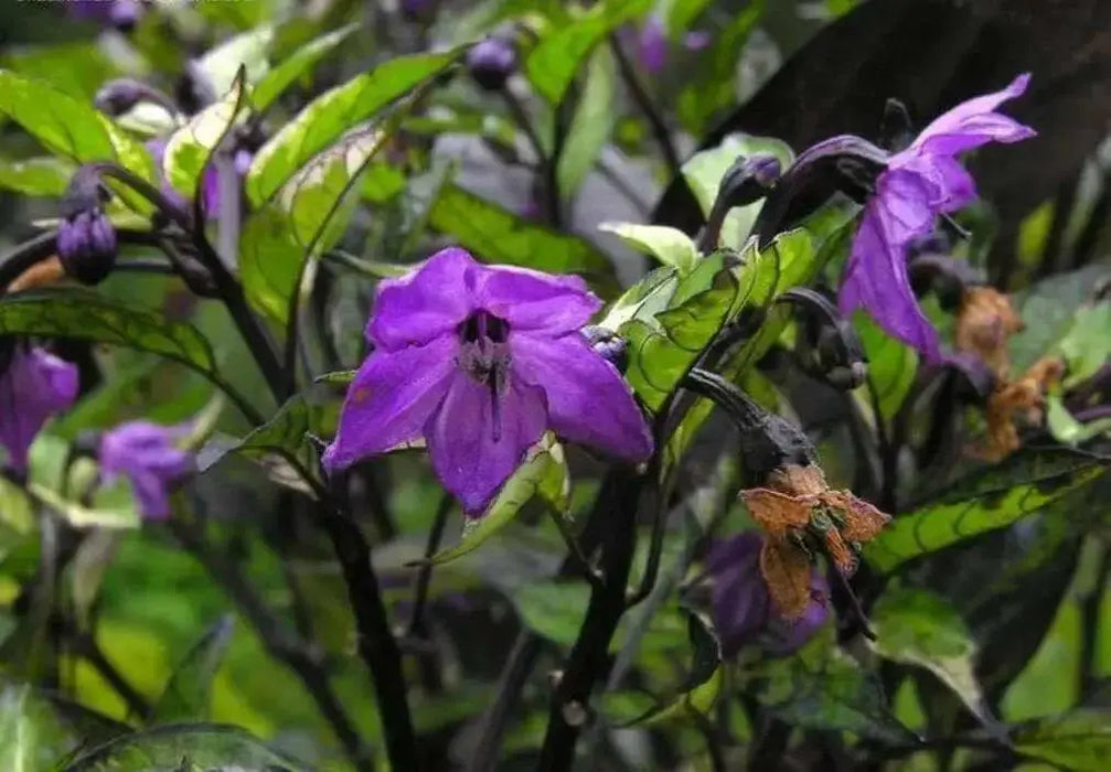 CALICO PEPPER SEEDS (Capsicum annuum) hot ornamental - Caribbean garden seed
