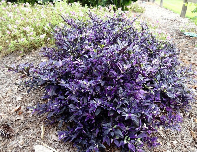 CALICO PEPPER SEEDS (Capsicum annuum) hot ornamental - Caribbean garden seed