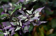 CALICO PEPPER SEEDS (Capsicum annuum) hot ornamental - Caribbean garden seed