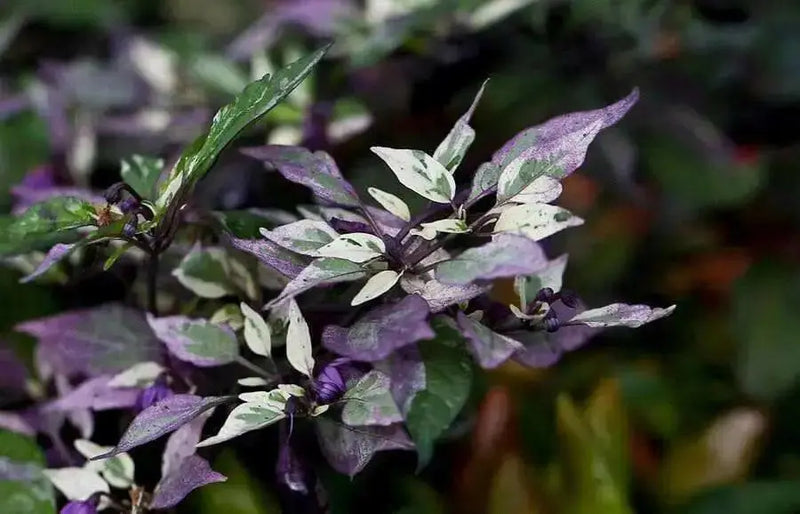 CALICO PEPPER SEEDS (Capsicum annuum) hot ornamental - Caribbean garden seed
