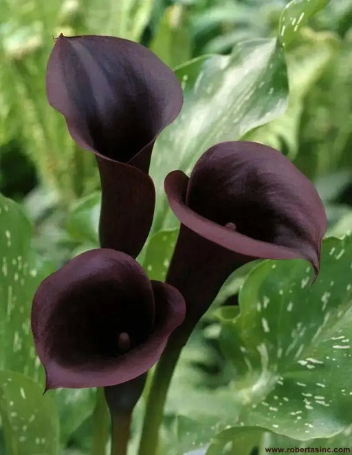 Calla Lily "Scwarzwalder"  ( BULBS) Ideal for Pots and Planters - Caribbean garden seed