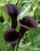 Calla Lily "Scwarzwalder"  ( BULBS) Ideal for Pots and Planters - Caribbean garden seed