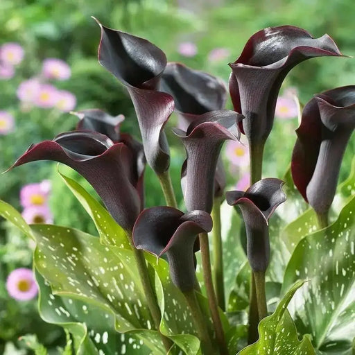 Calla Lily "Scwarzwalder"  ( BULBS) Ideal for Pots and Planters - Caribbean garden seed