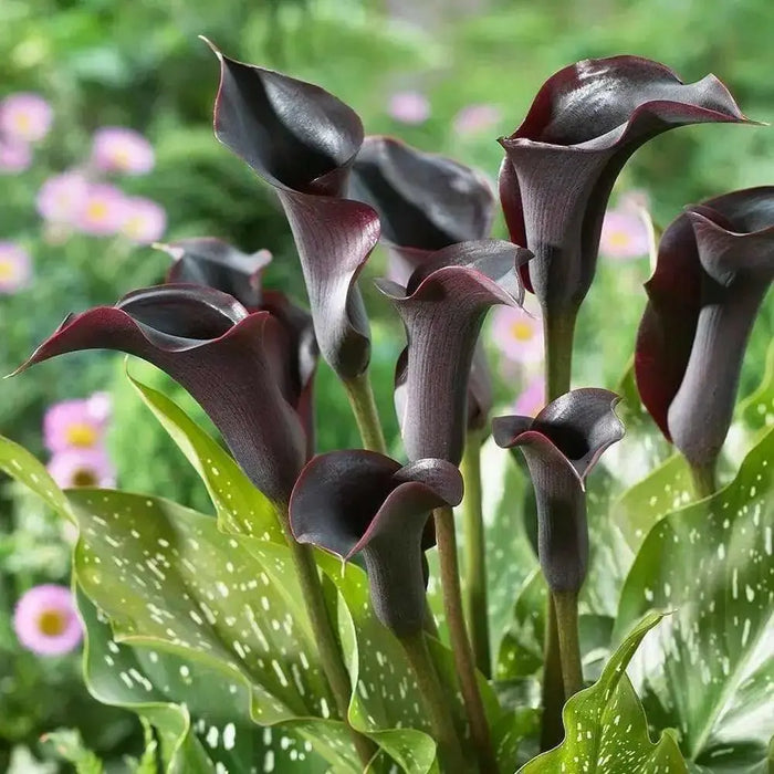 Calla Lily "Scwarzwalder"  ( BULBS) Ideal for Pots and Planters - Caribbean garden seed