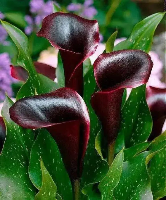 Calla Lily "Scwarzwalder"  ( BULBS) Ideal for Pots and Planters - Caribbean garden seed