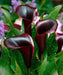 Calla Lily "Scwarzwalder"  ( BULBS) Ideal for Pots and Planters - Caribbean garden seed