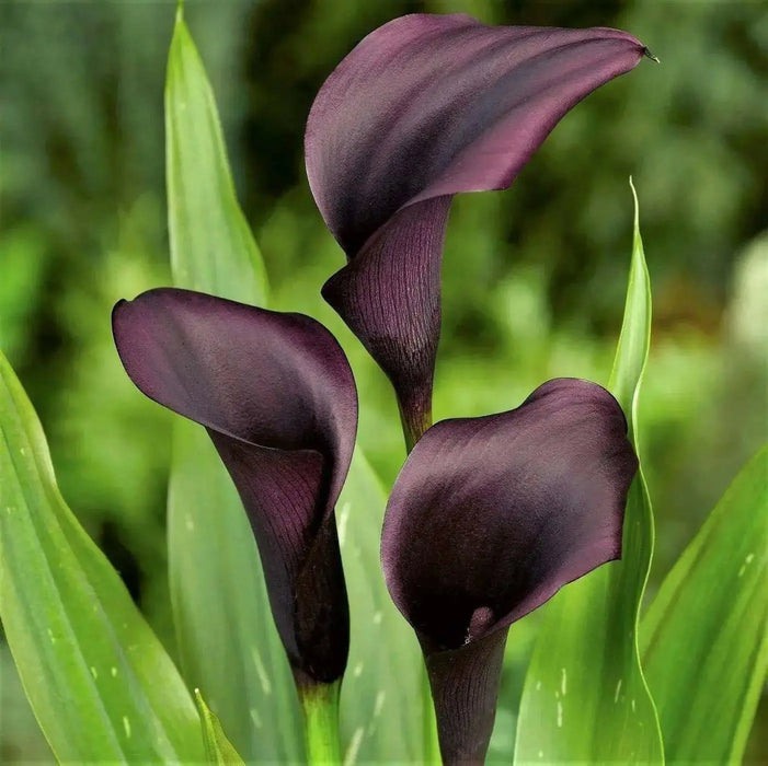 Calla Lily "Scwarzwalder"  ( BULBS) Ideal for Pots and Planters - Caribbean garden seed