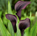 Calla Lily "Scwarzwalder"  ( BULBS) Ideal for Pots and Planters - Caribbean garden seed