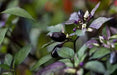 CALICO PEPPER ,LIVE PEPPER PLANTS ,ornamental - Caribbean garden seed