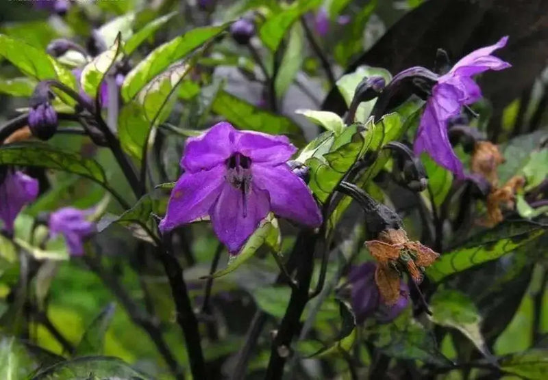 CALICO PEPPER ,LIVE PEPPER PLANTS ,ornamental - Caribbean garden seed