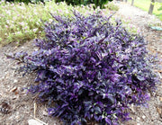 CALICO PEPPER ,LIVE PEPPER PLANTS ,ornamental - Caribbean garden seed