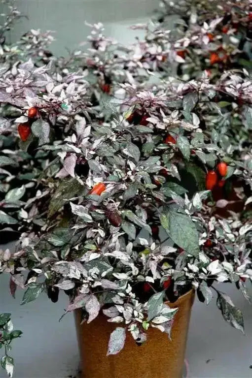 CALICO PEPPER ,LIVE PEPPER PLANTS ,ornamental - Caribbean garden seed