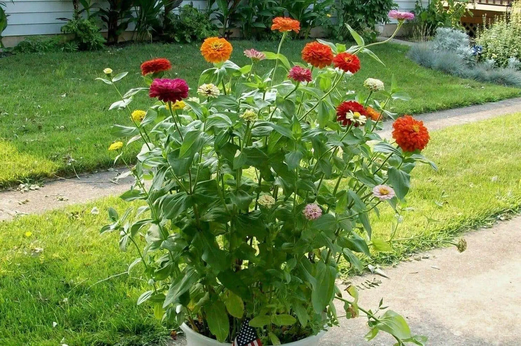 California Giants Zinnia,Flowers seed Heirloom,Annual - Caribbean garden seed