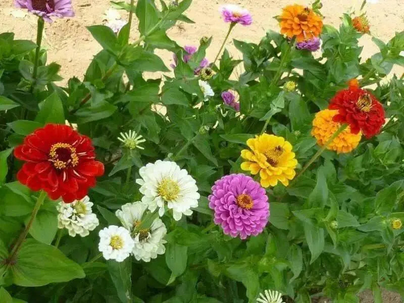 California Giants Zinnia,Flowers seed Heirloom,Annual - Caribbean garden seed