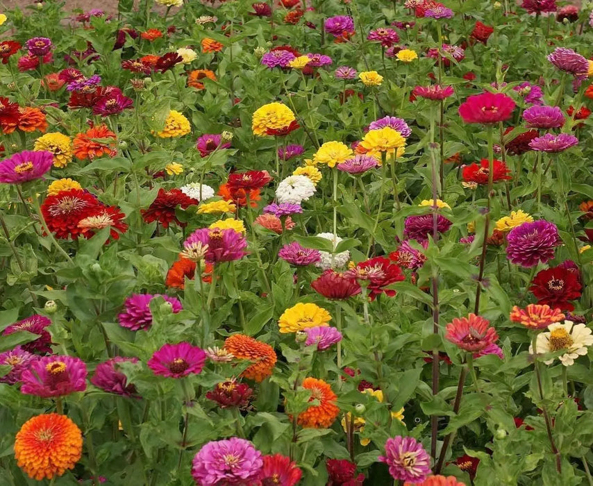 California Giants Zinnia,Flowers seed Heirloom,Annual - Caribbean garden seed
