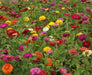 California Giants Zinnia,Flowers seed Heirloom,Annual - Caribbean garden seed