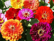 California Giants Zinnia,Flowers seed Heirloom,Annual - Caribbean garden seed