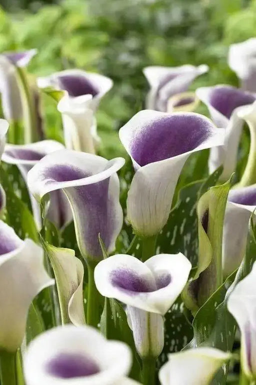 Calla Lily Picasso (2 bulbs ) Exelent for Pots and Planters - Caribbean garden seed