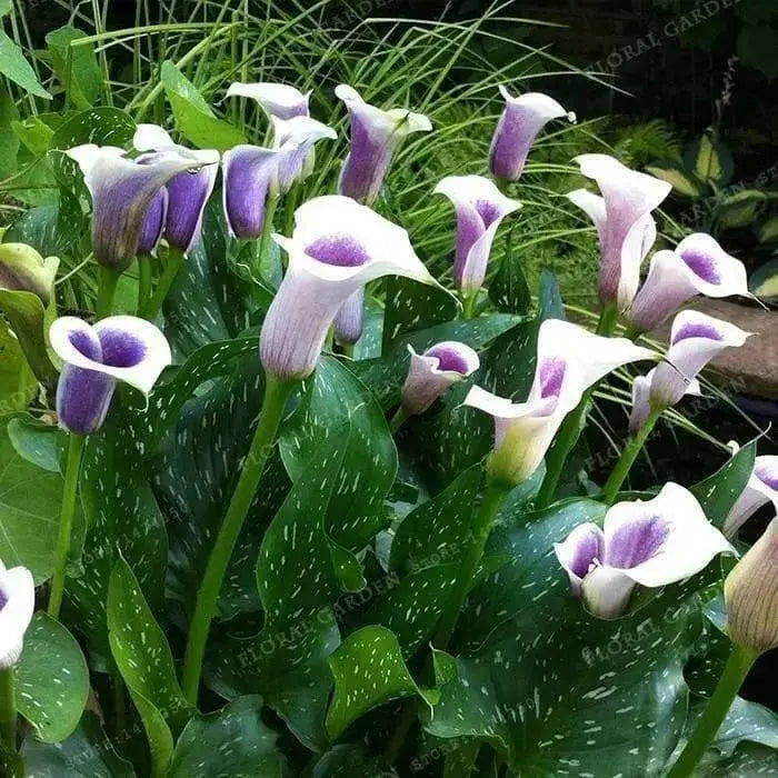 Calla Lily Picasso (2 bulbs ) Exelent for Pots and Planters - Caribbean garden seed