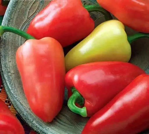 Caloro Pepper Seed, yellow jalapeno , Capsicum annuum - Caribbean garden seed