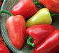 Caloro Pepper Seed, yellow jalapeno , Capsicum annuum - Caribbean garden seed