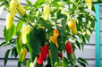 Caloro Pepper Seed, yellow jalapeno , Capsicum annuum - Caribbean garden seed
