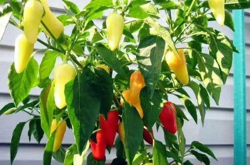 Caloro Pepper Seed, yellow jalapeno , Capsicum annuum - Caribbean garden seed