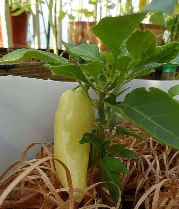 Caloro Pepper Seed, yellow jalapeno , Capsicum annuum - Caribbean garden seed
