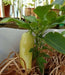 Caloro Pepper Seed, yellow jalapeno , Capsicum annuum - Caribbean garden seed