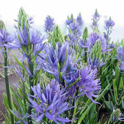 Camassia cusickii, BULBS, Wild Hyacinth, FALL PLANTING - Caribbean garden seed