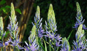 Camassia cusickii, BULBS, Wild Hyacinth, FALL PLANTING - Caribbean garden seed
