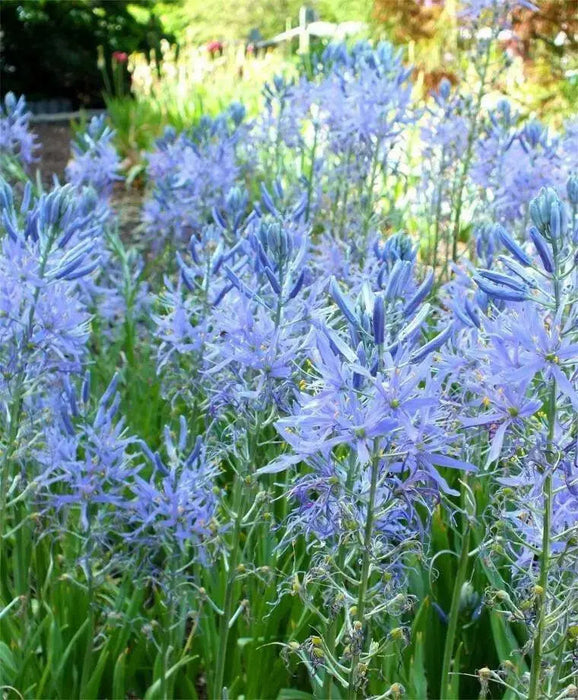 Camassia cusickii, BULBS, Wild Hyacinth, FALL PLANTING - Caribbean garden seed