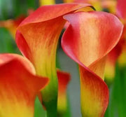 Calla lily FLAME (2 bulbs ) PERENNIAL FLOWERS, GREAT HOUSEPLANT - Caribbean garden seed