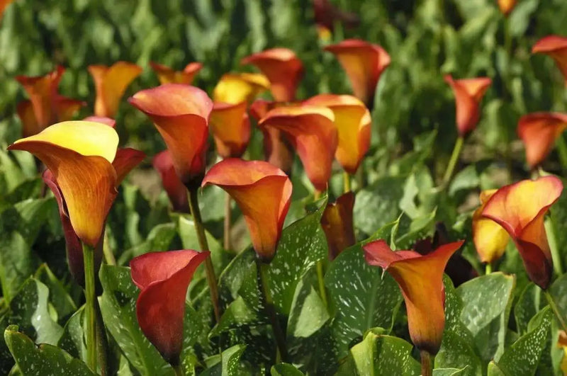 Calla lily FLAME (2 bulbs ) PERENNIAL FLOWERS, GREAT HOUSEPLANT - Caribbean garden seed