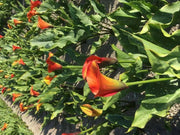 Calla lily FLAME (2 bulbs ) PERENNIAL FLOWERS, GREAT HOUSEPLANT - Caribbean garden seed