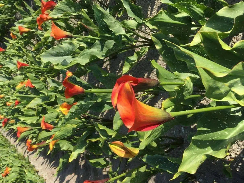 Calla lily FLAME (2 bulbs ) PERENNIAL FLOWERS, GREAT HOUSEPLANT - Caribbean garden seed