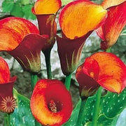 Calla lily FLAME (2 bulbs ) PERENNIAL FLOWERS, GREAT HOUSEPLANT - Caribbean garden seed