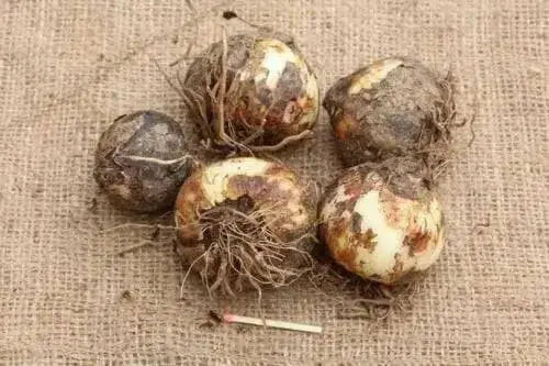 Camassia leichtlinii,(Twin Pack) Native flowering Bulbs - Caribbean garden seed