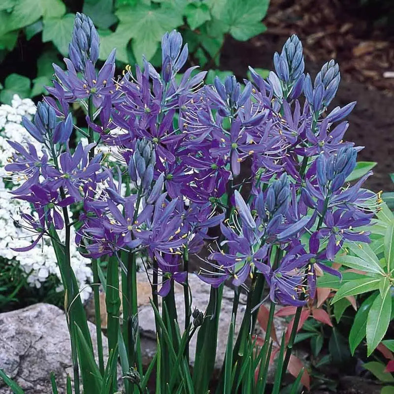 Camassia LEICHITLINII CAERULEA, BULBS, Wild Hyacinth - Caribbean garden seed