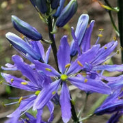 Camassia LEICHITLINII CAERULEA, BULBS, Wild Hyacinth - Caribbean garden seed