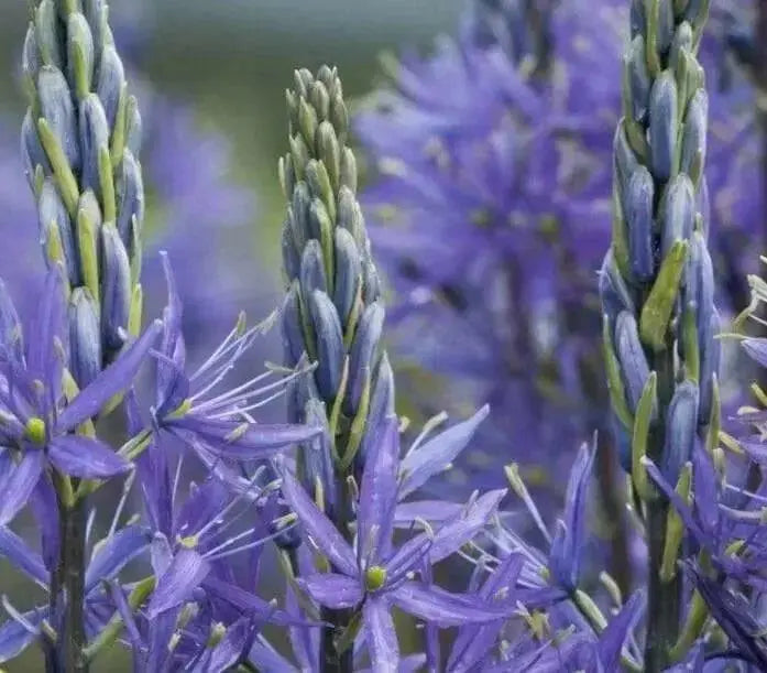 Camassia LEICHITLINII CAERULEA, BULBS, Wild Hyacinth - Caribbean garden seed
