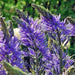 Camassia LEICHITLINII CAERULEA, BULBS, Wild Hyacinth - Caribbean garden seed